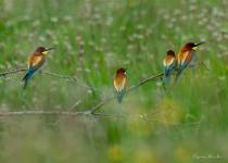 Pierre RICH - Pierre Rich